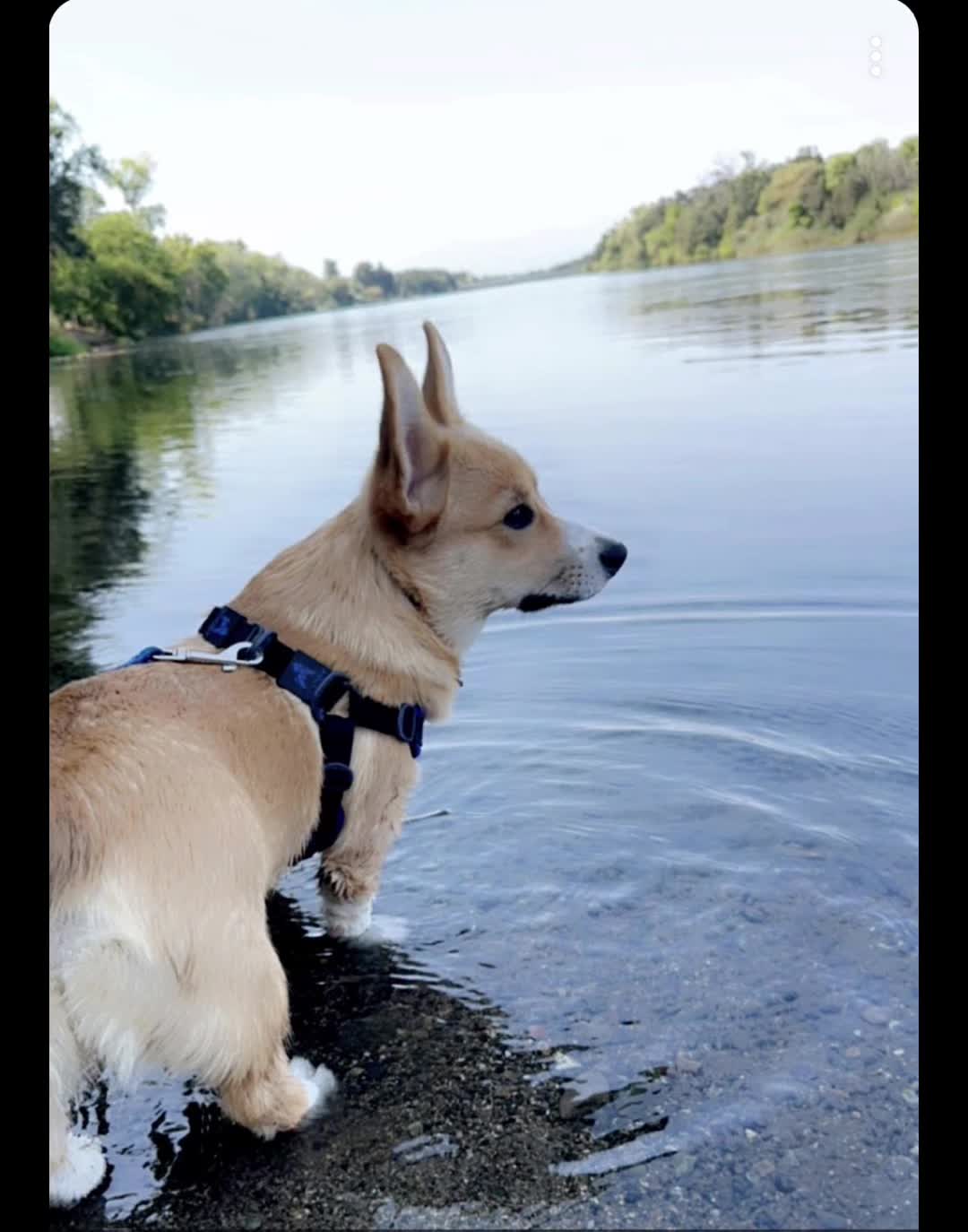 @CorgiMonty