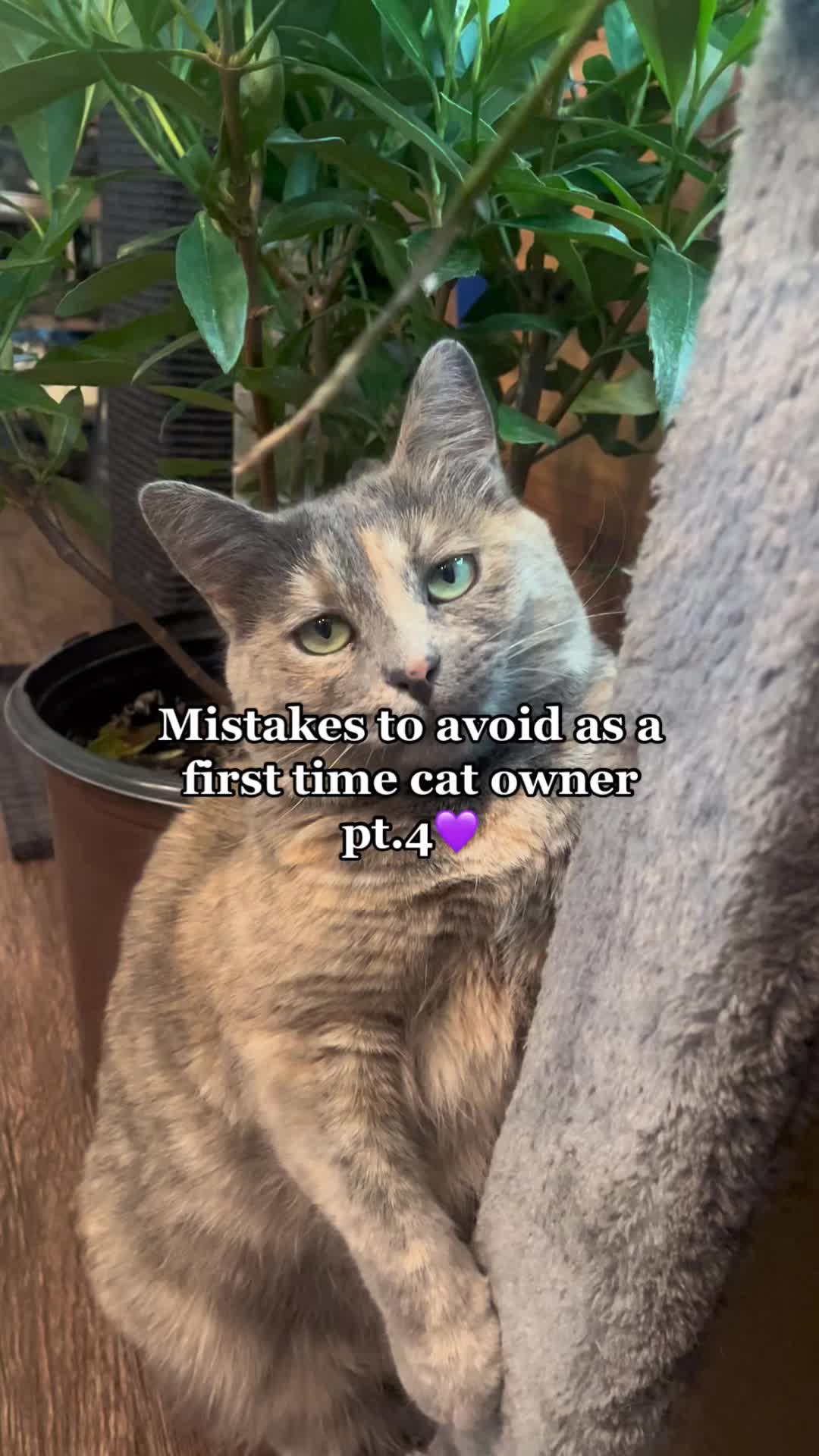 @happyhousecat