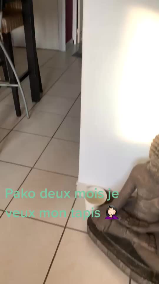 @🐺 PAKO Husky Sibérien