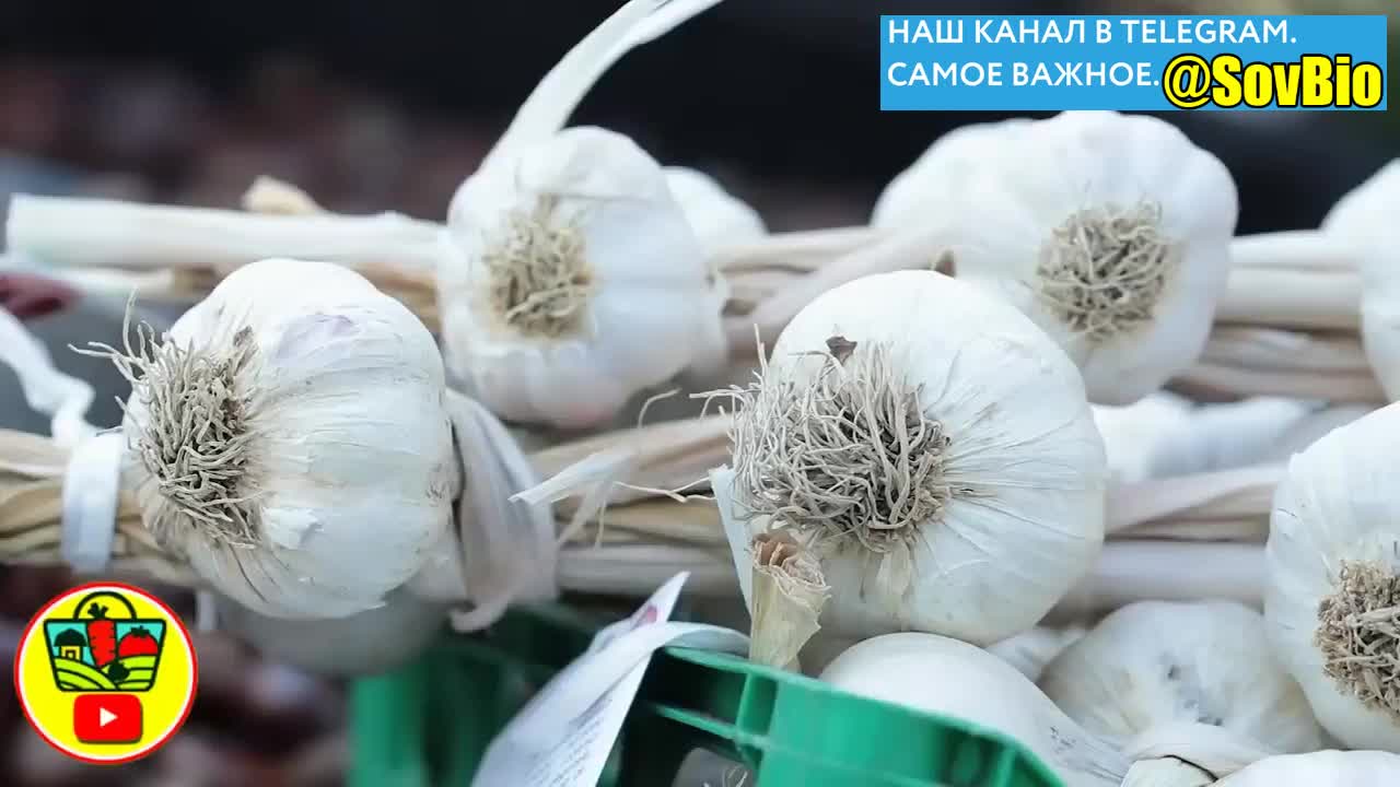 @СОВЕТЫ БИОЛОГА