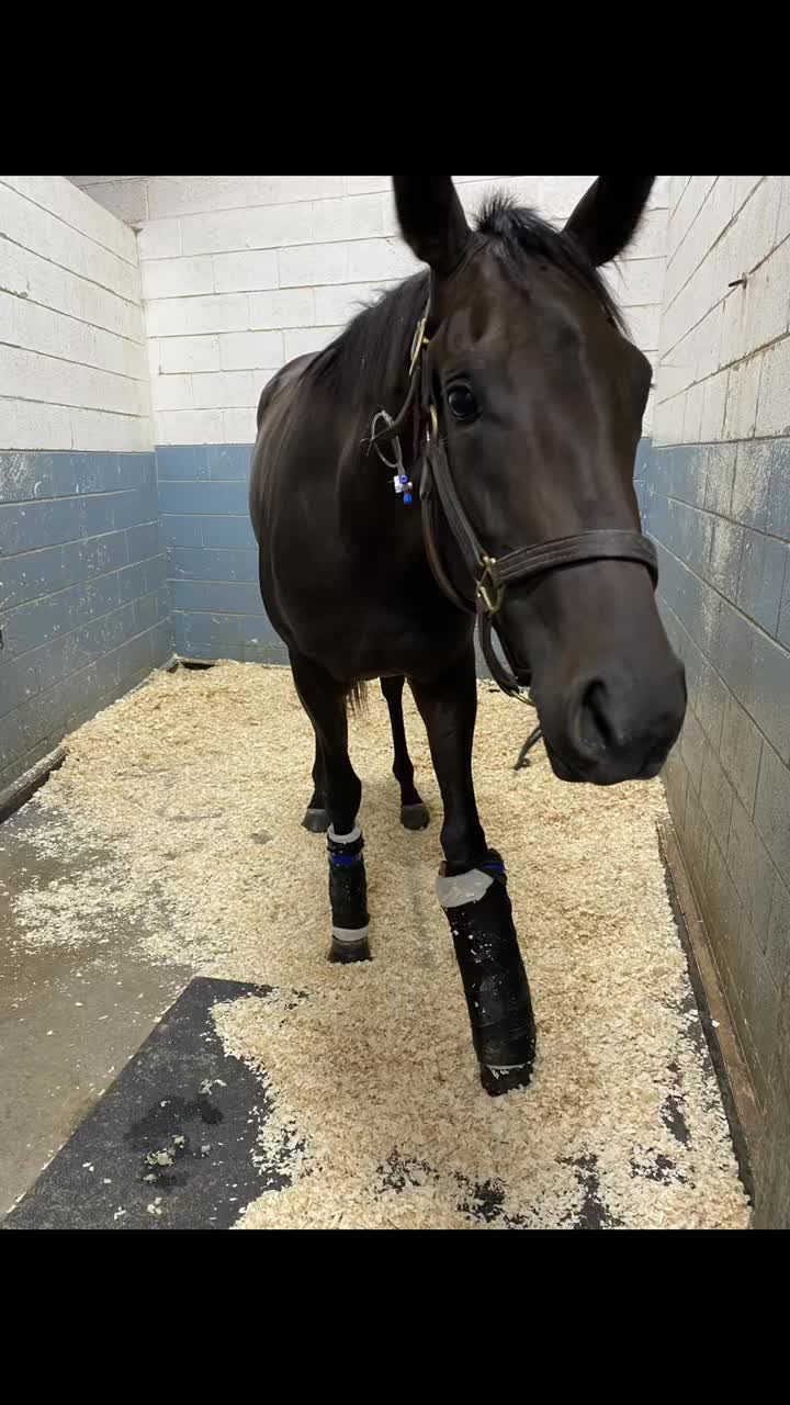 @EquineSurgeryOntario