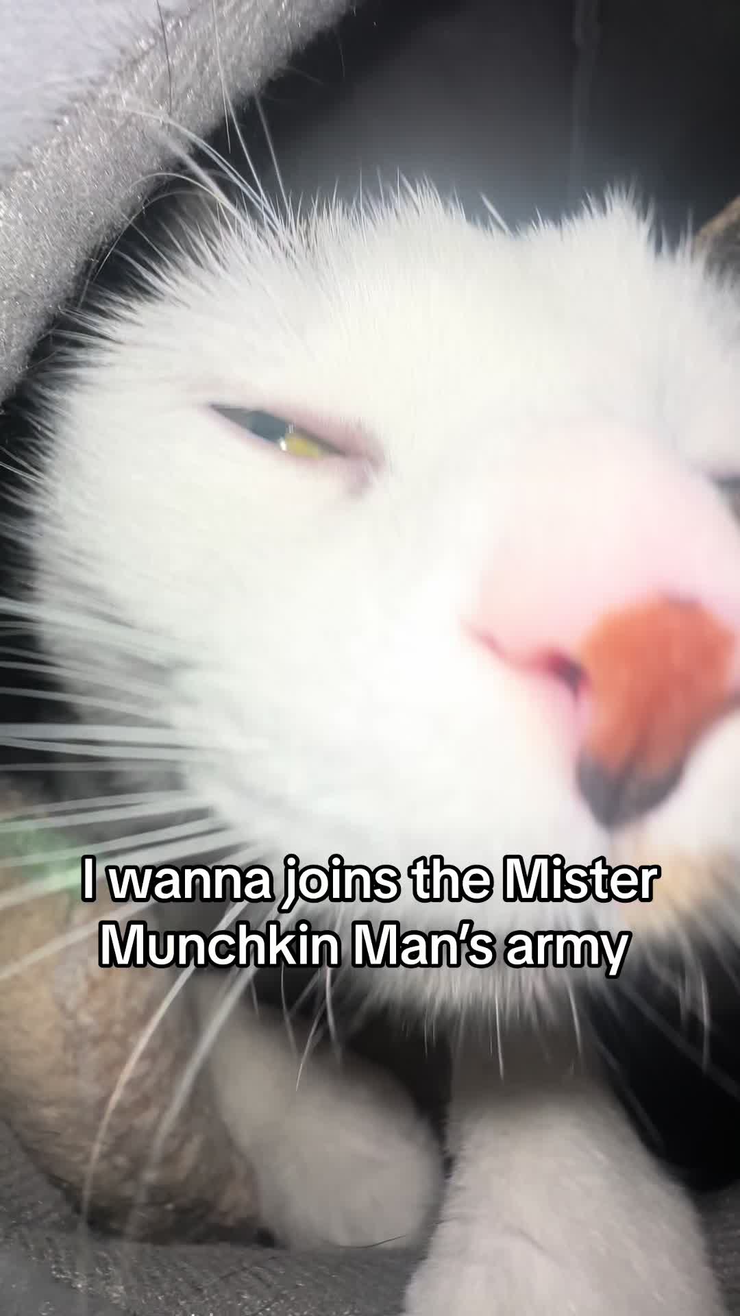 @KittyAngelRescue