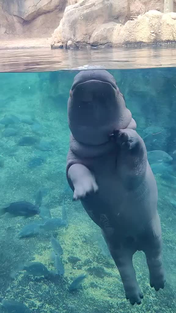 @babyhippoco