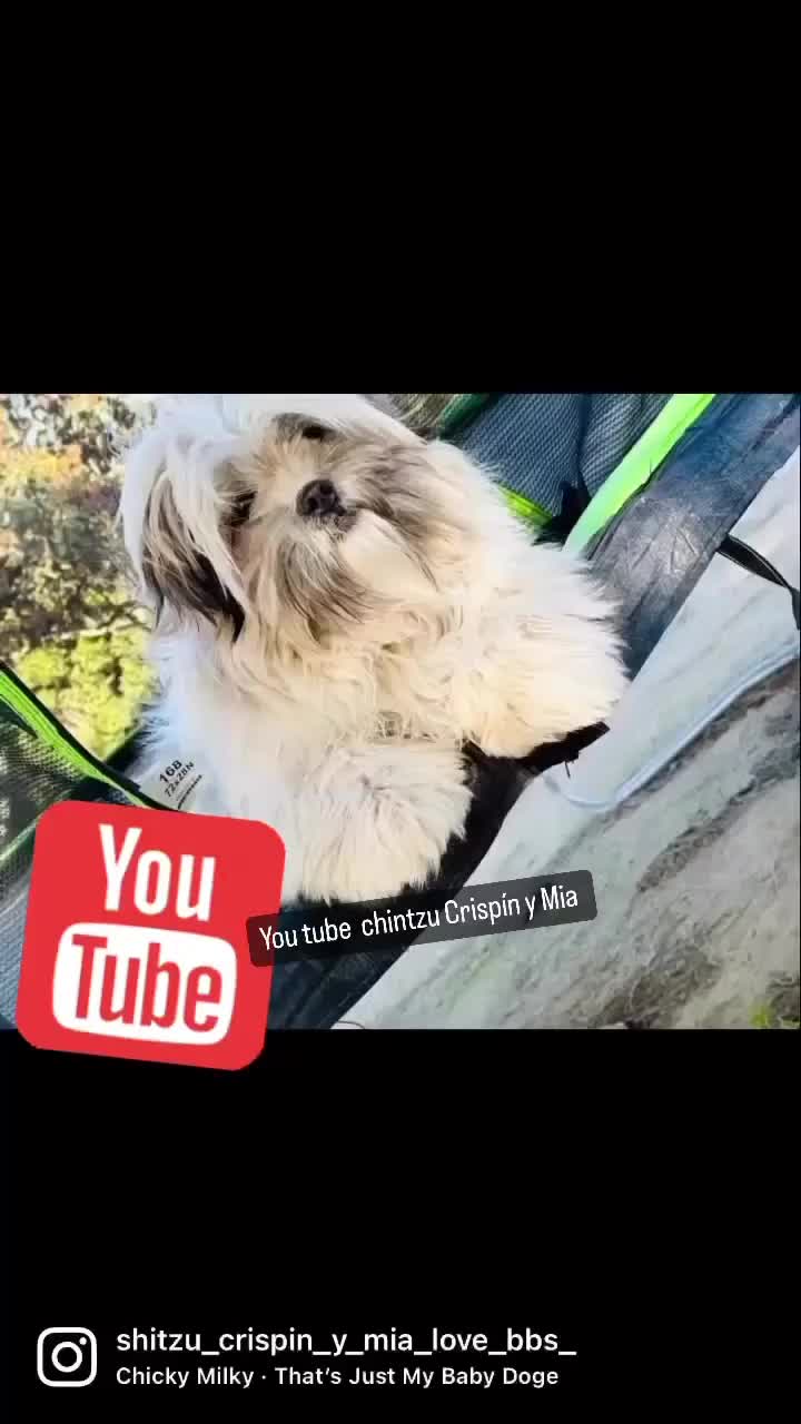 @Crisp&iacute;n_y_mia_shihtzu_puppies.
