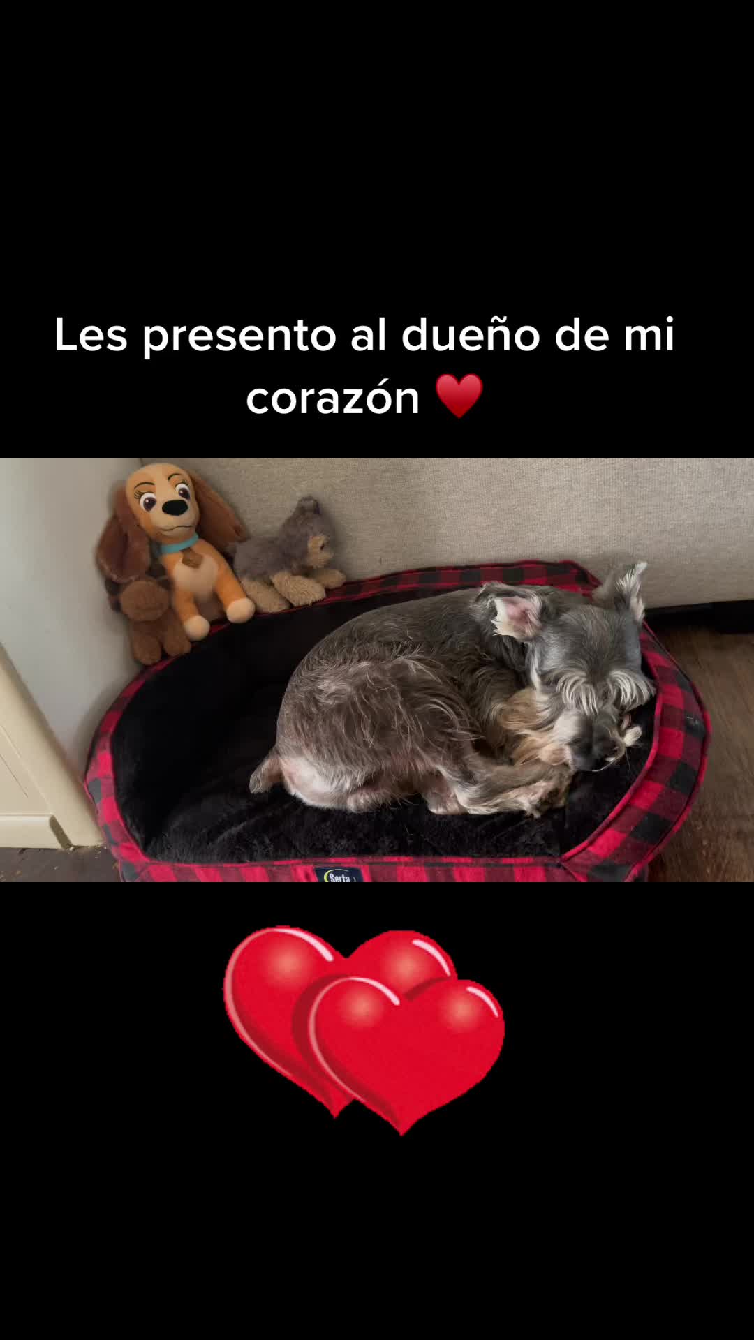 @🐶🐾