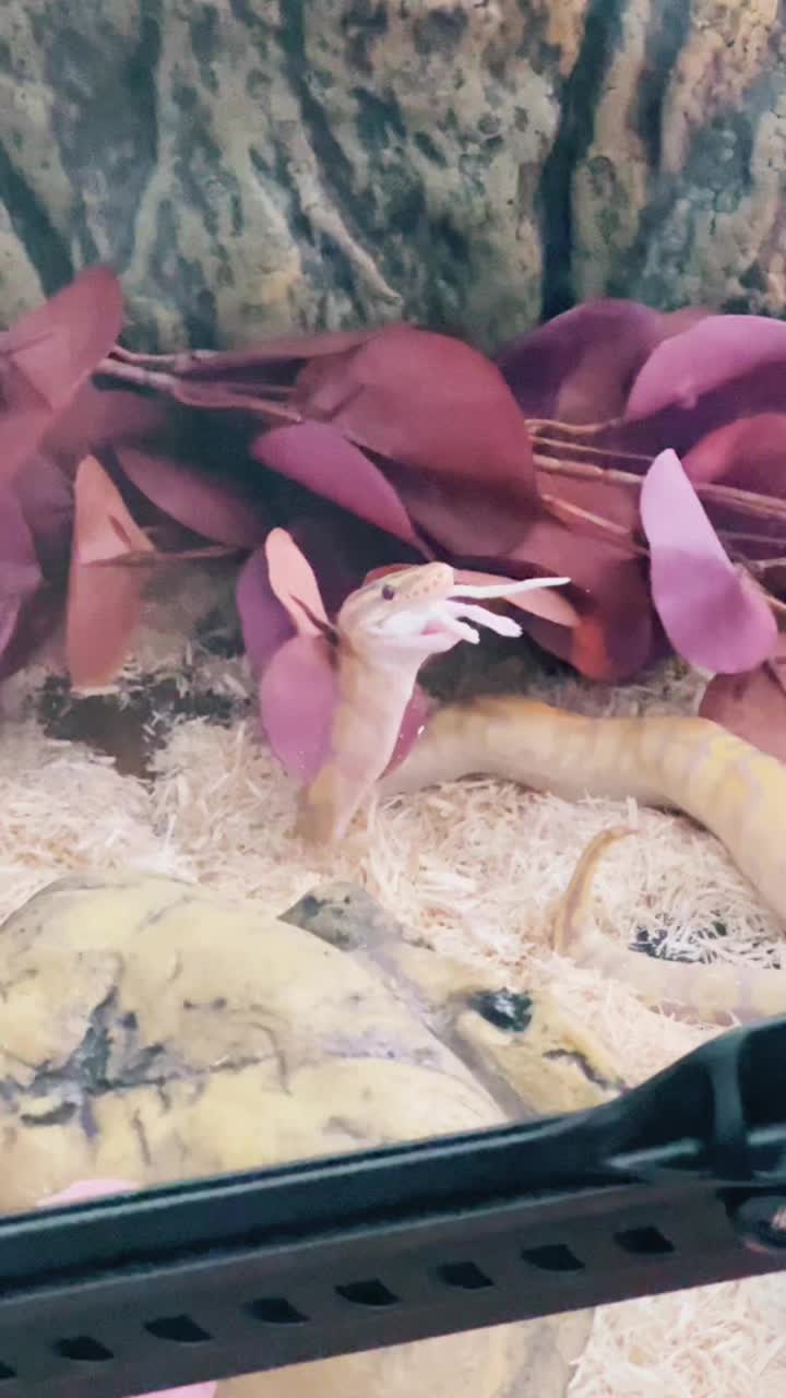 @d&m_reptile_adventure