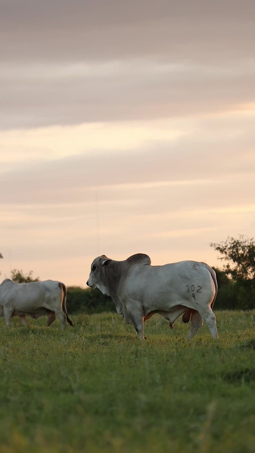 @England Cattle Co.