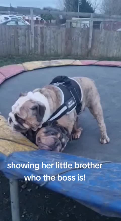 @bulldogCoco