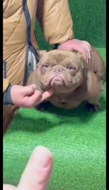 @dominantbluebullies