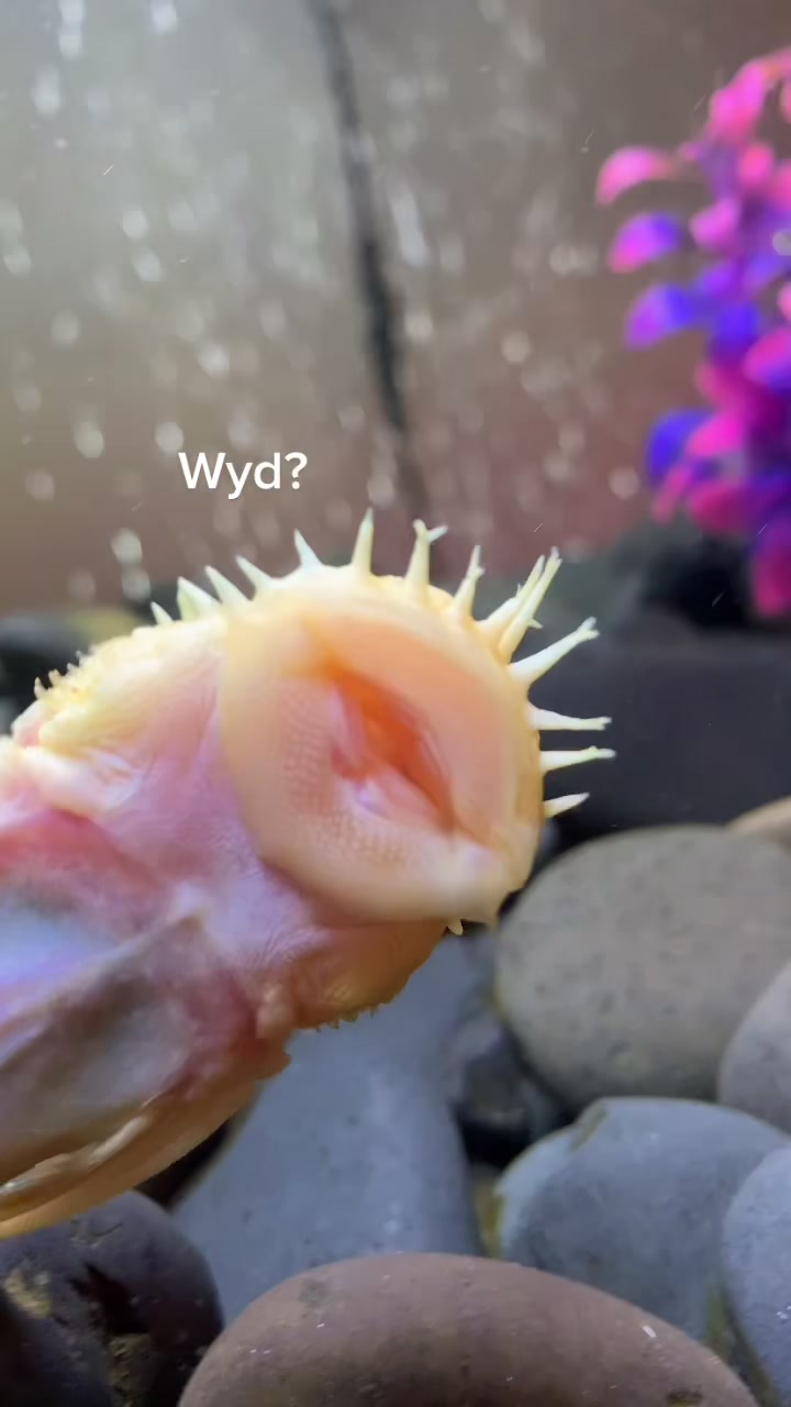 @lil t