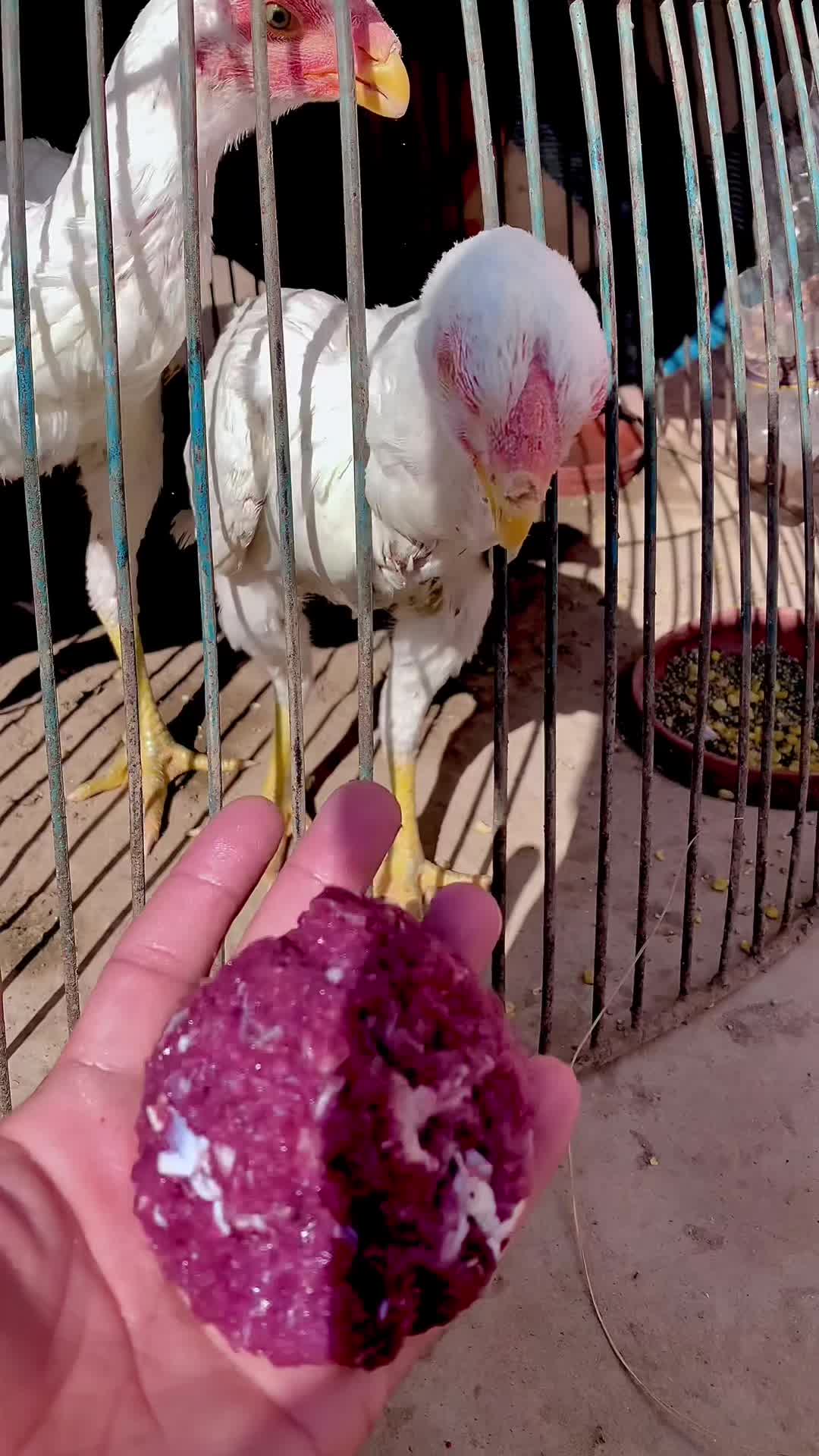 @Birds_Goat