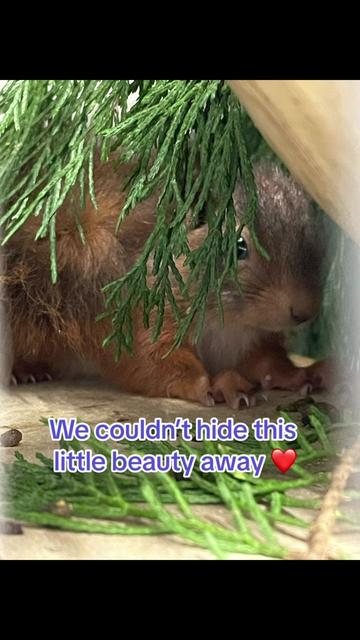 @StapeleyWildlifeRehab