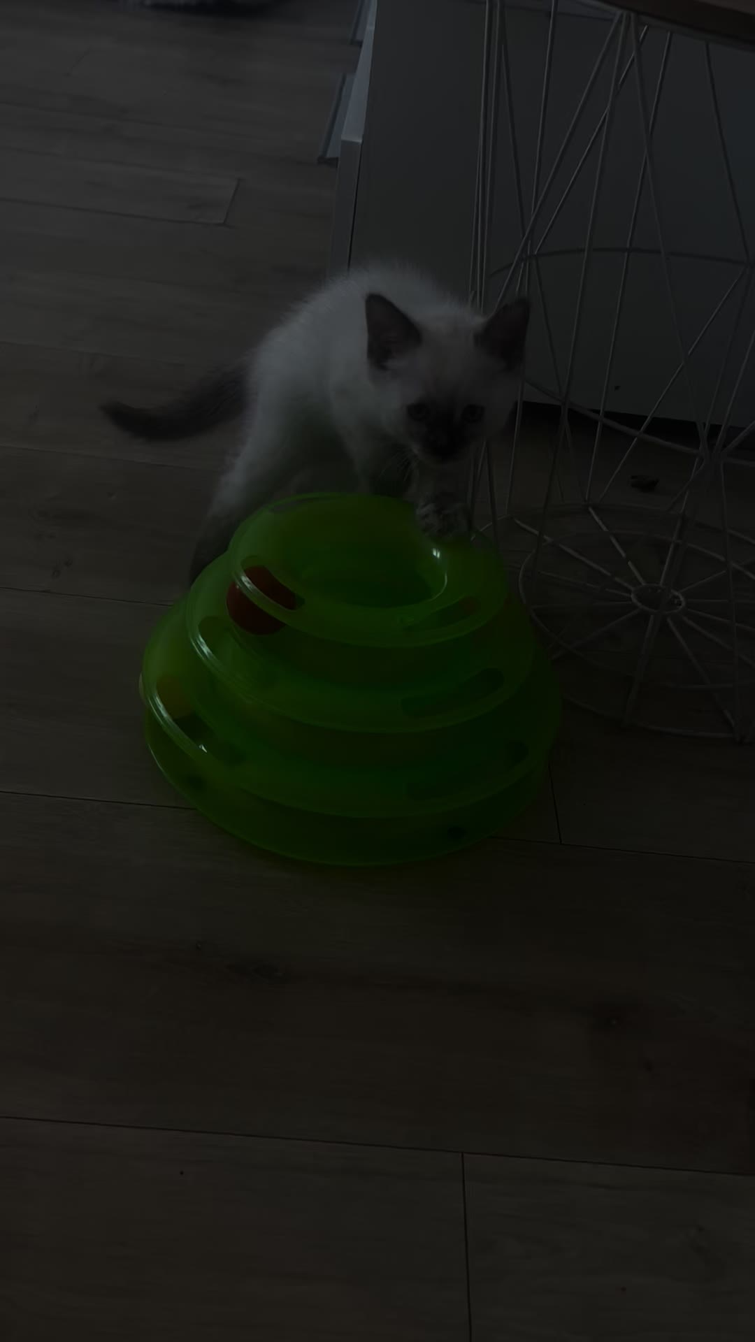 @Pépite & Simba