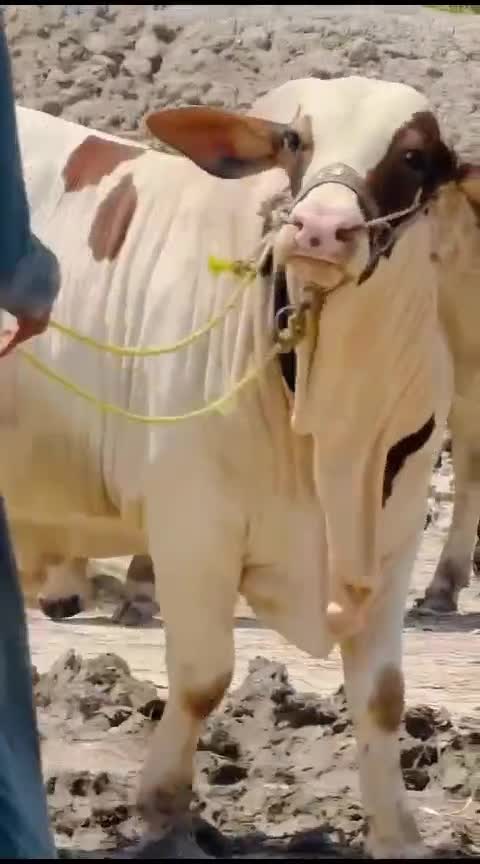 @user82159261514