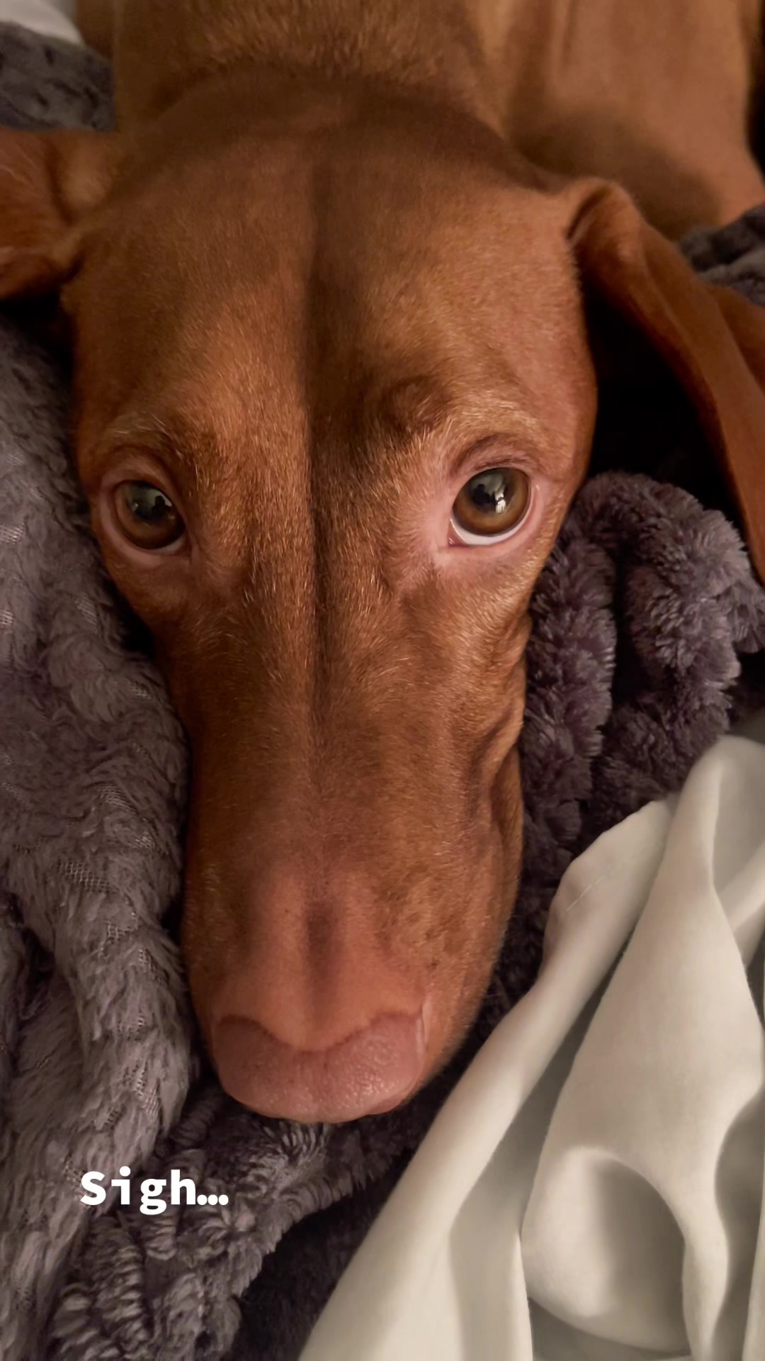 @Brookie The Vizsla