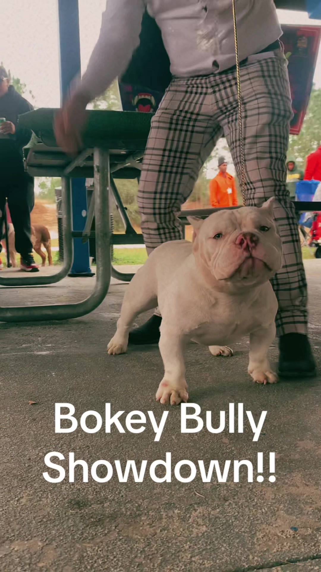 @bgbullies_