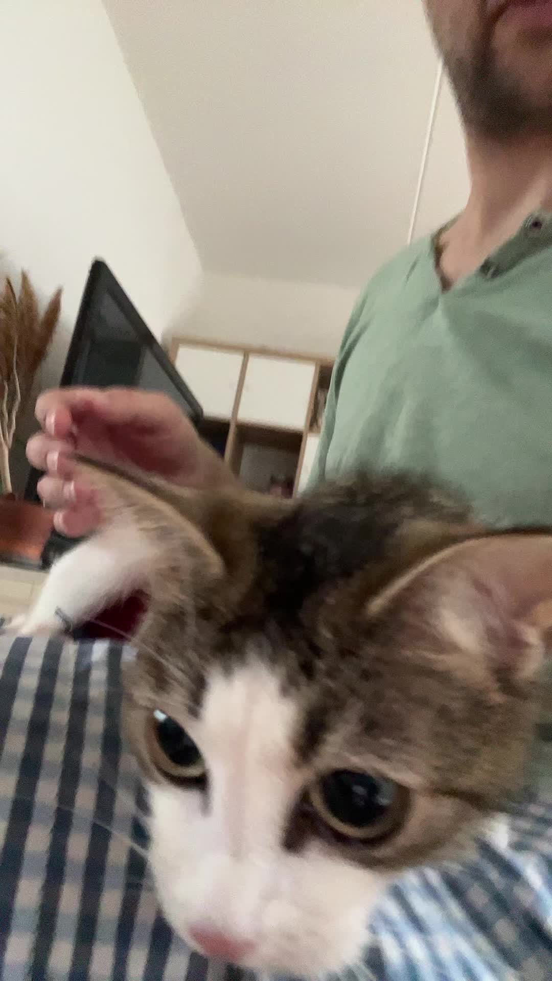 @Tootie The Cat