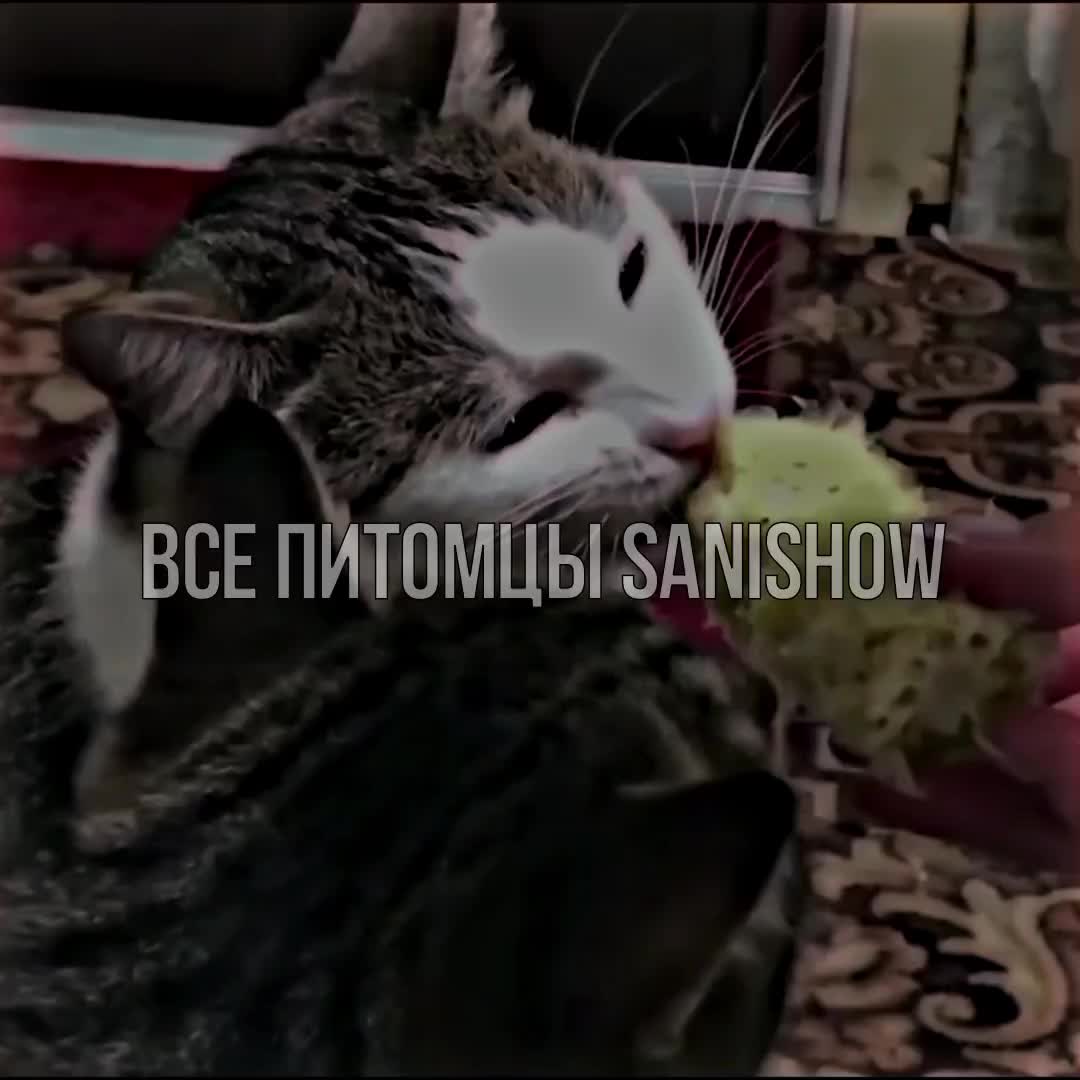 @FanSanishow 🌺