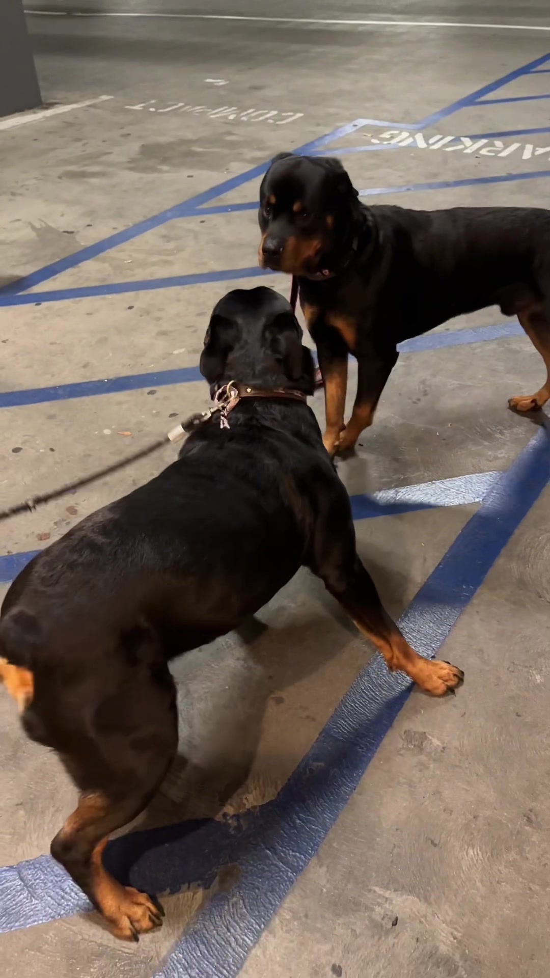 @Pluto the Rottie