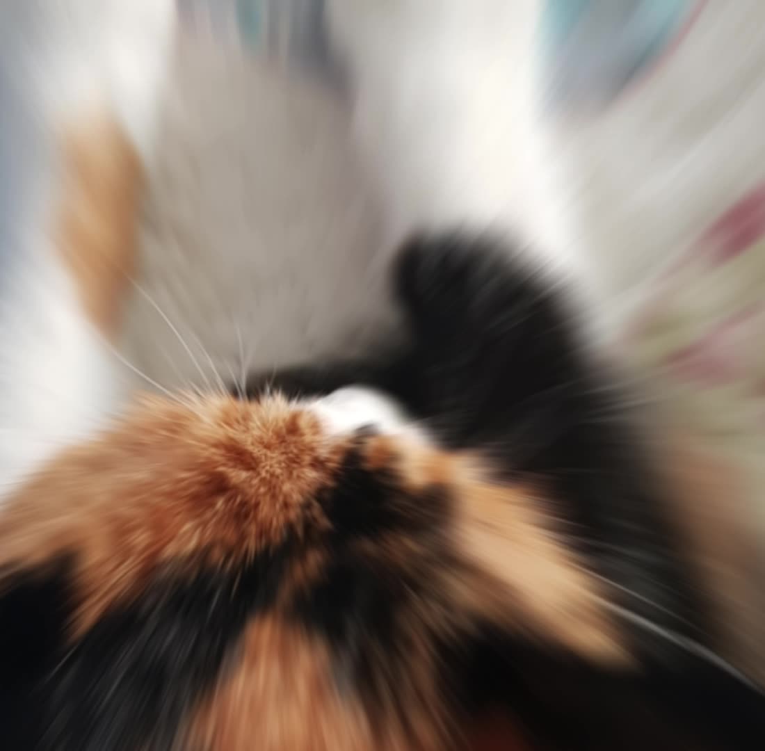 @곰고양이 Bearcat
