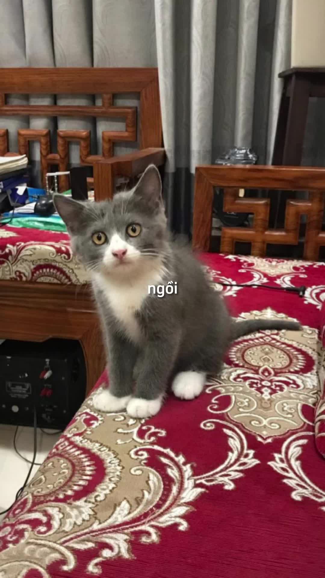 @M&egrave;o kh&ocirc;ng ăn thịt 🤡