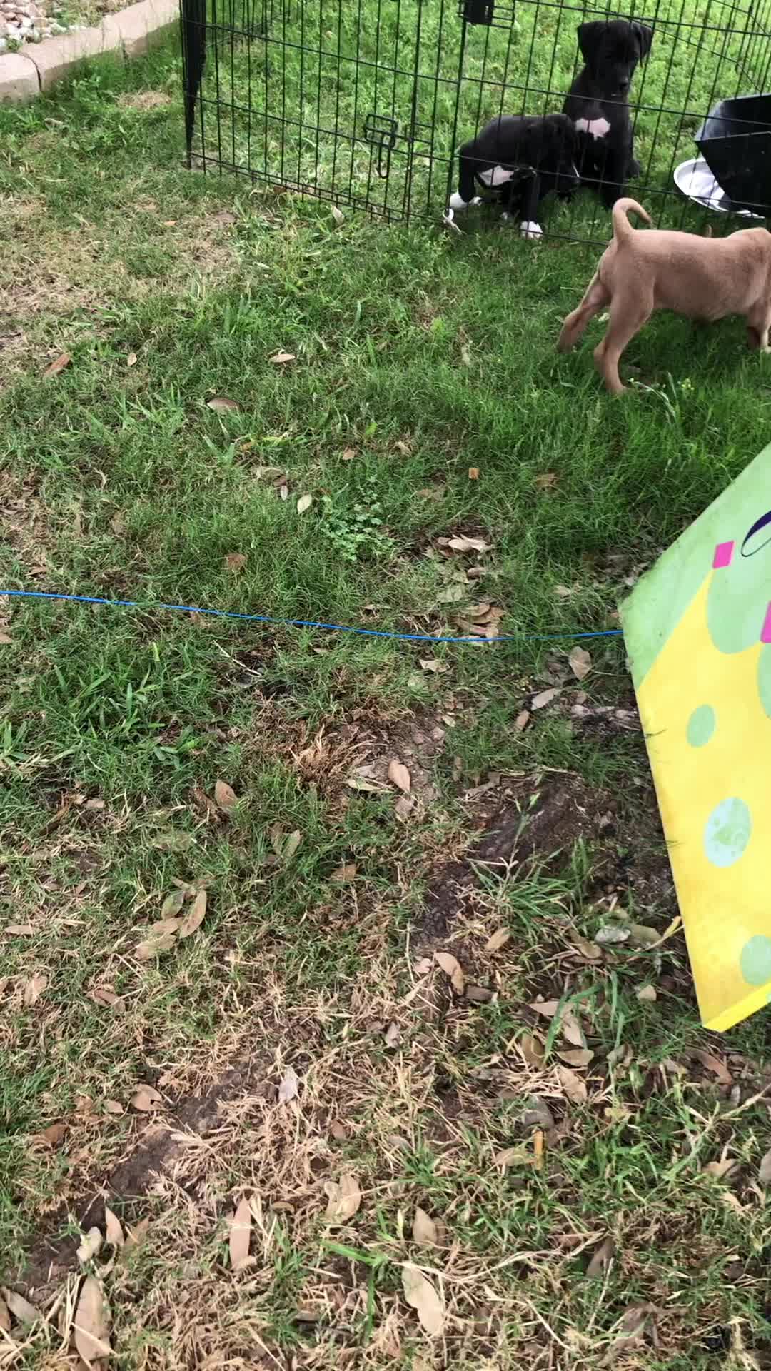 @Fort Worth Pit Puppies