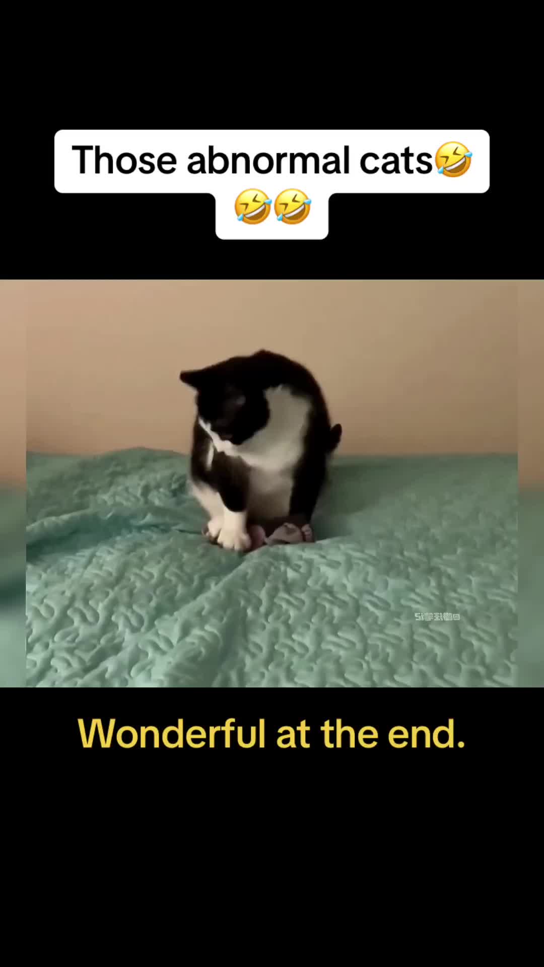 @Cute Pets😻