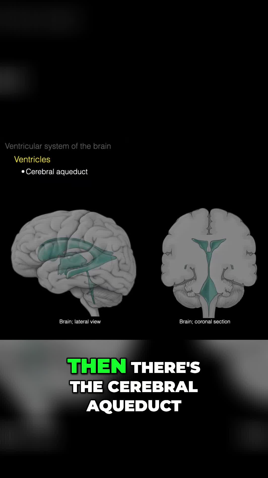 @The Noted Anatomist