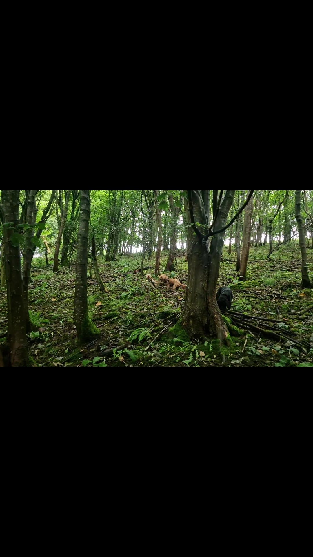 @woofTowalk