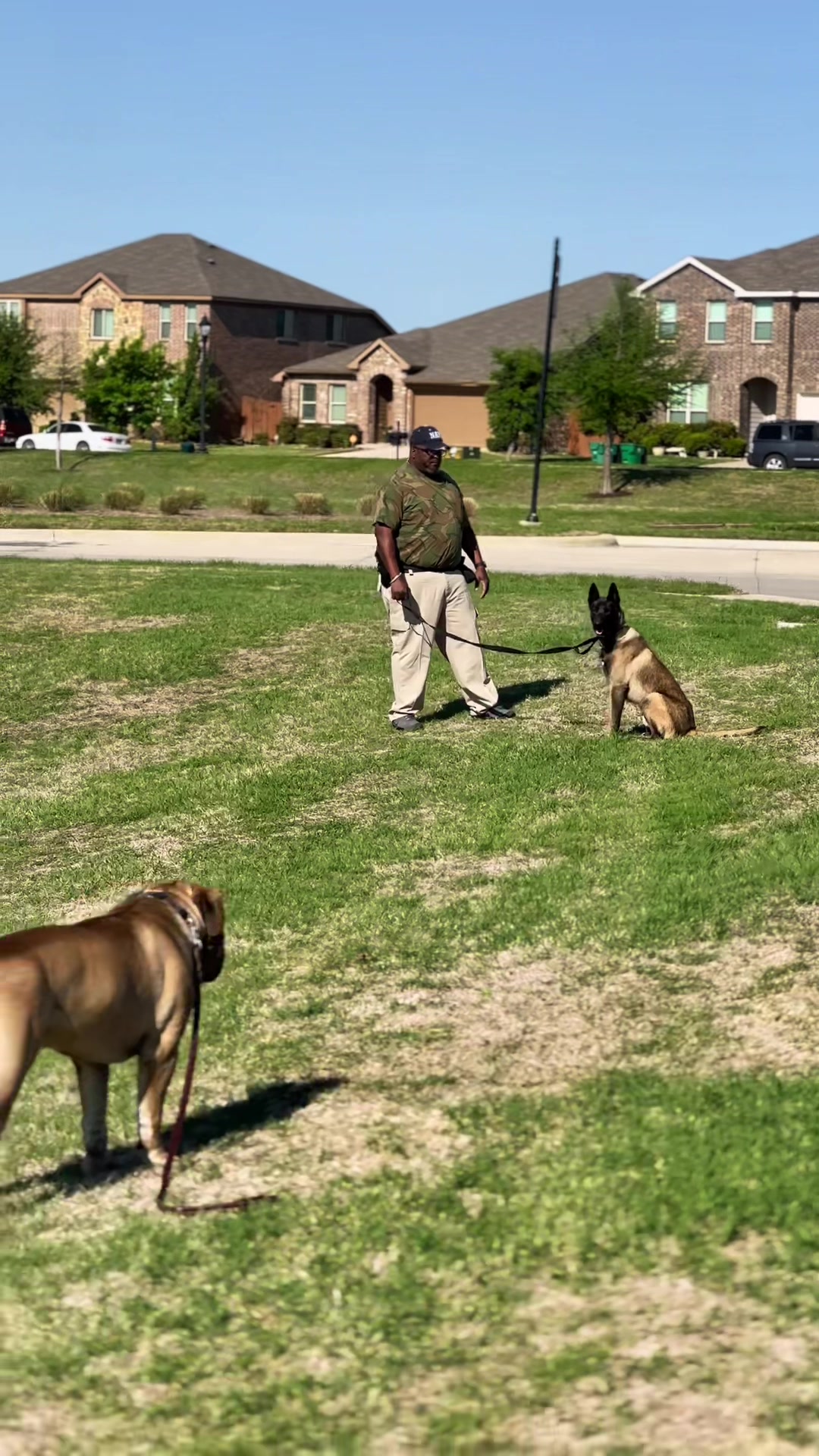 @CommCanine