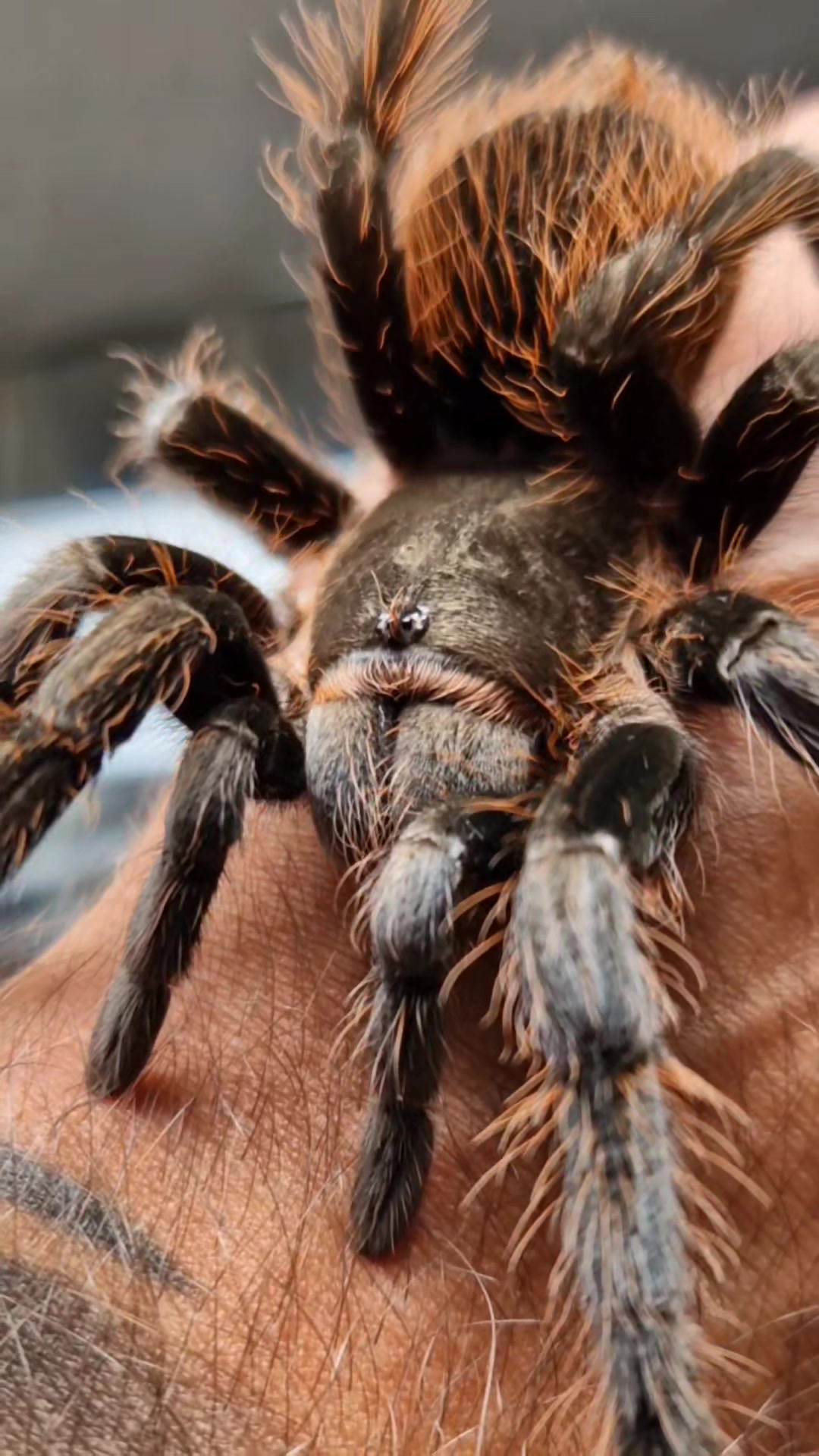 @brachypelma.de
