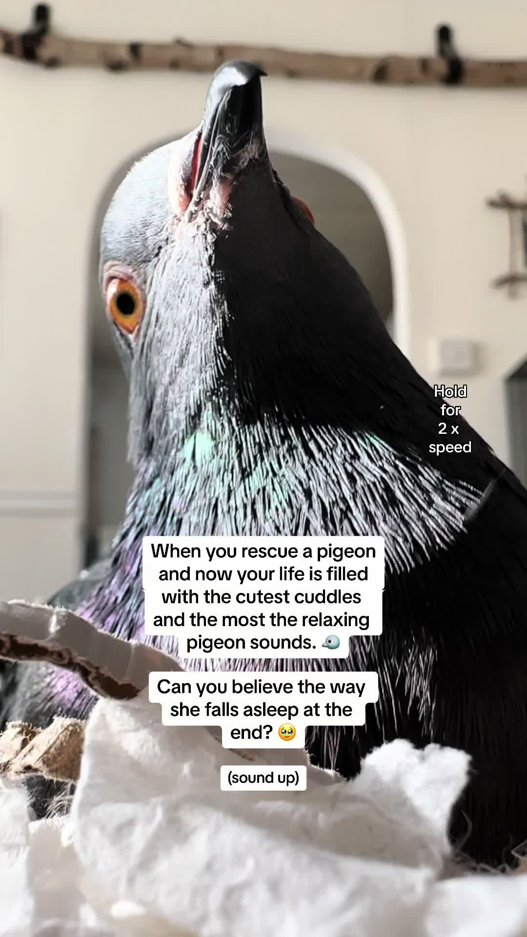 @Fidge the Pidge