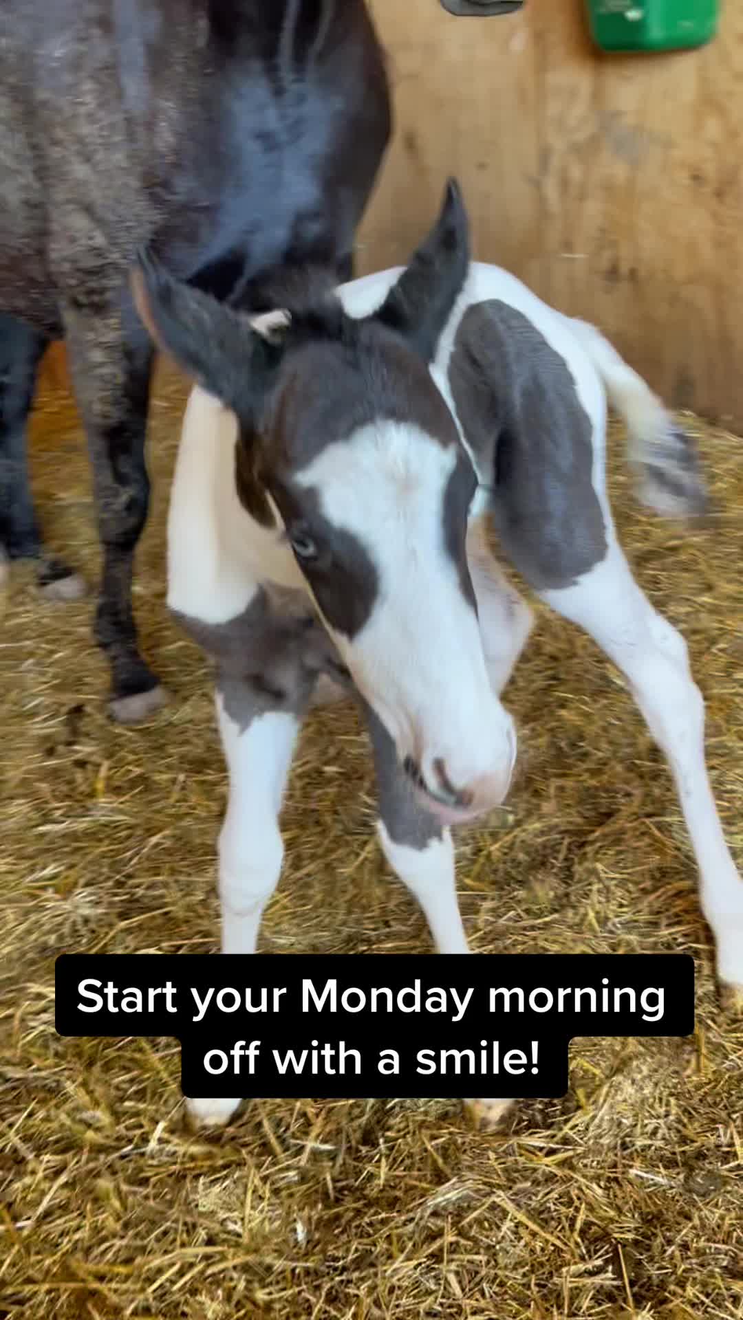 @ThePaintedAcresRanch