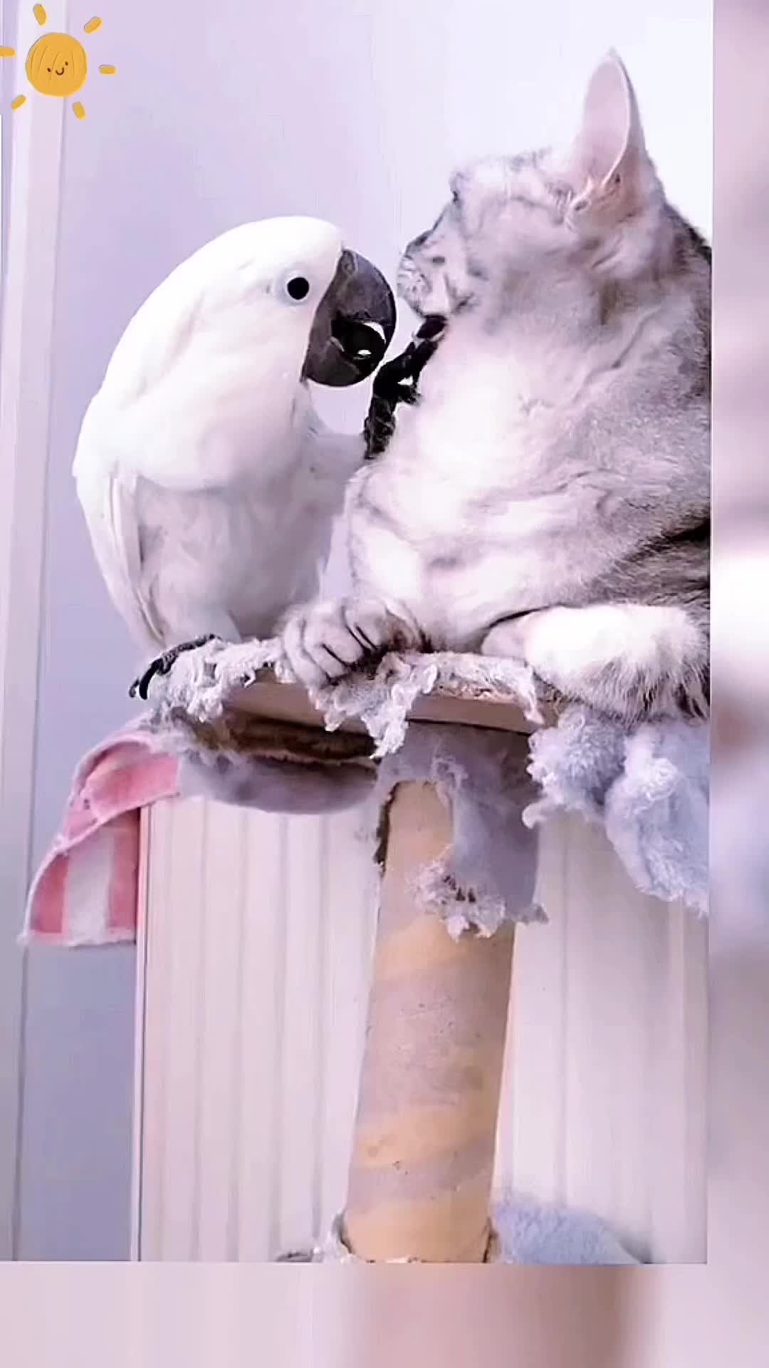 @Animal Home