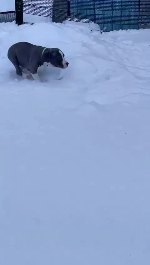 @🐕