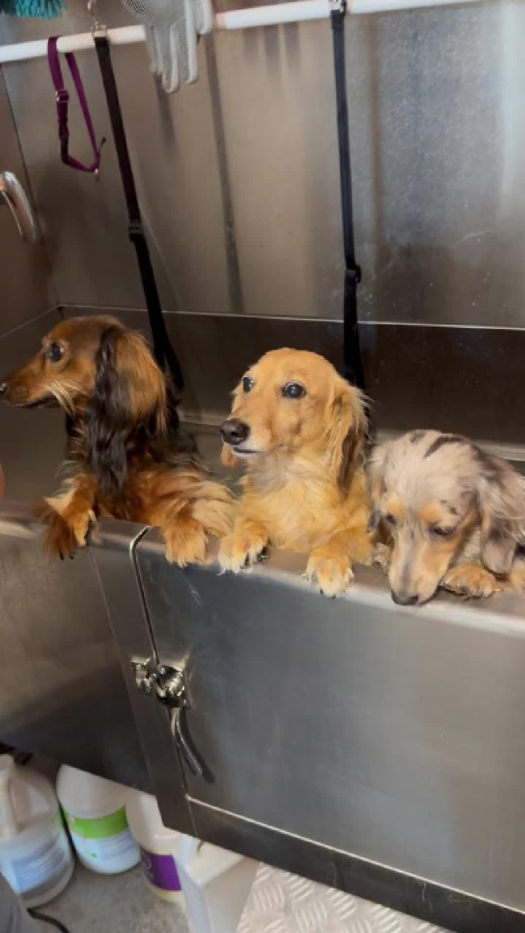 @Viera Petworks