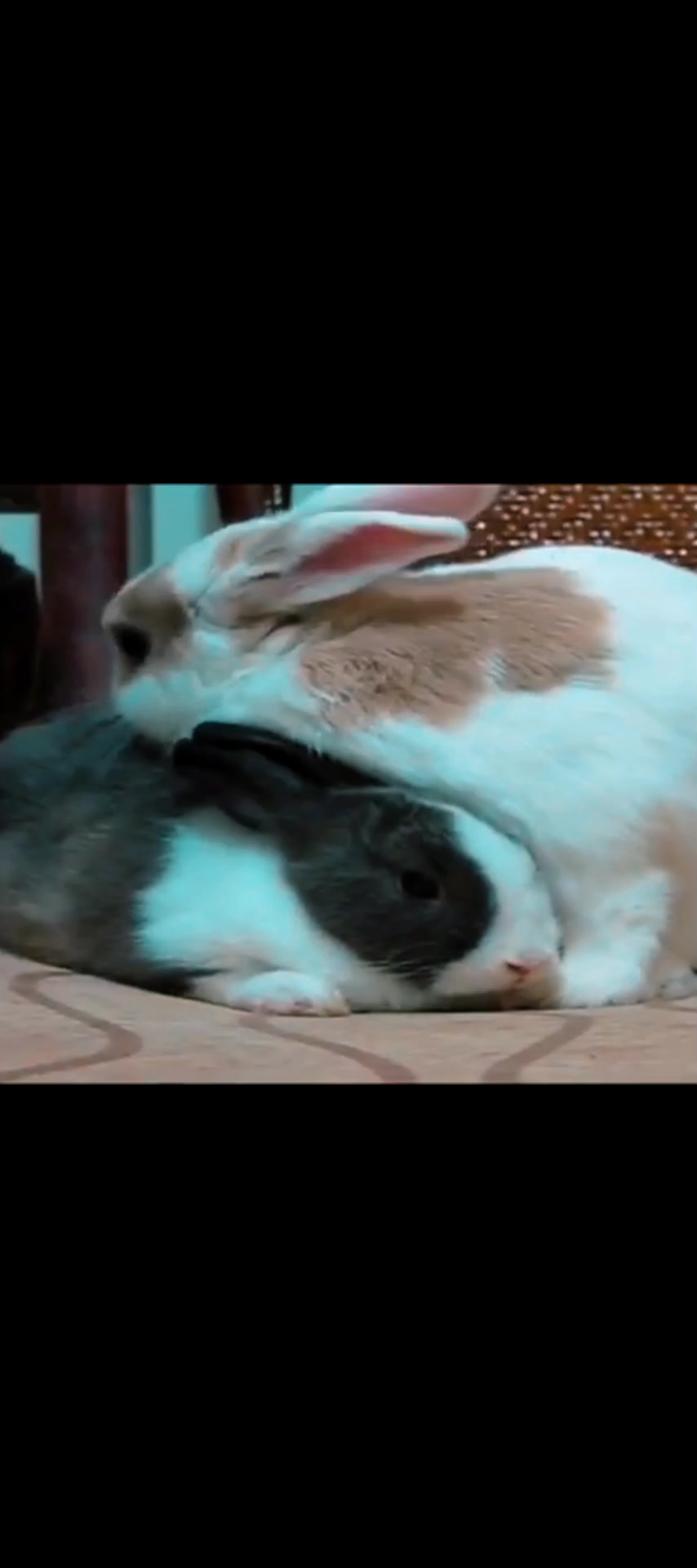 @I like bunnies
