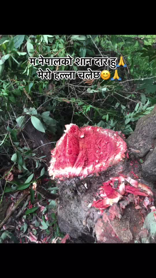 @Raju Hajipacha