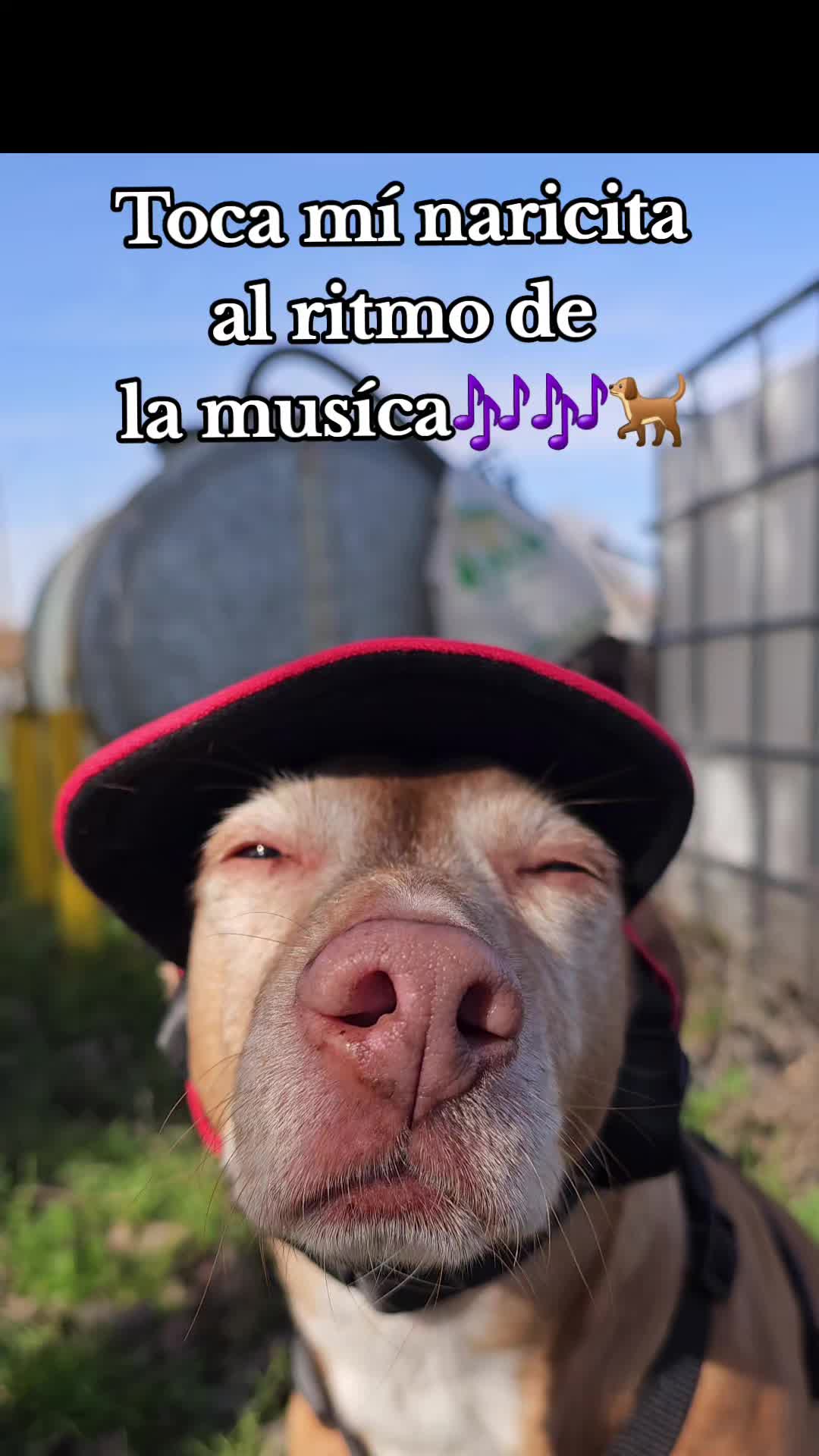 @Guffy_dog