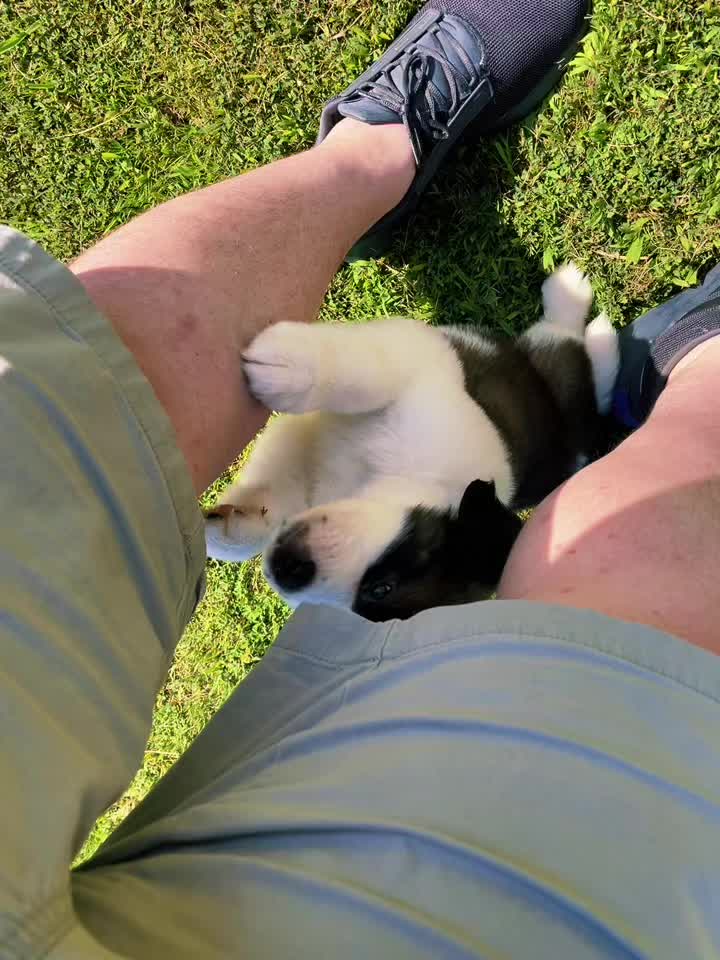 @TheCuriousStBernard