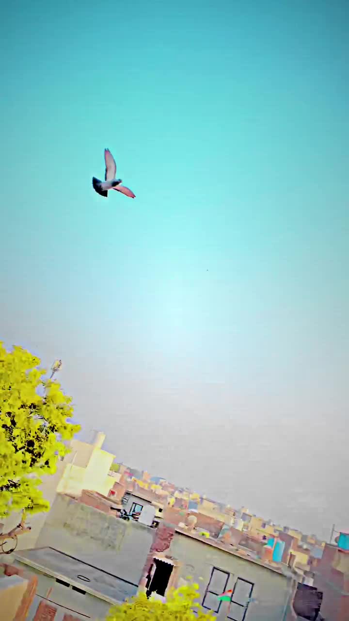 @SKYLEE STAR 🦅🔵