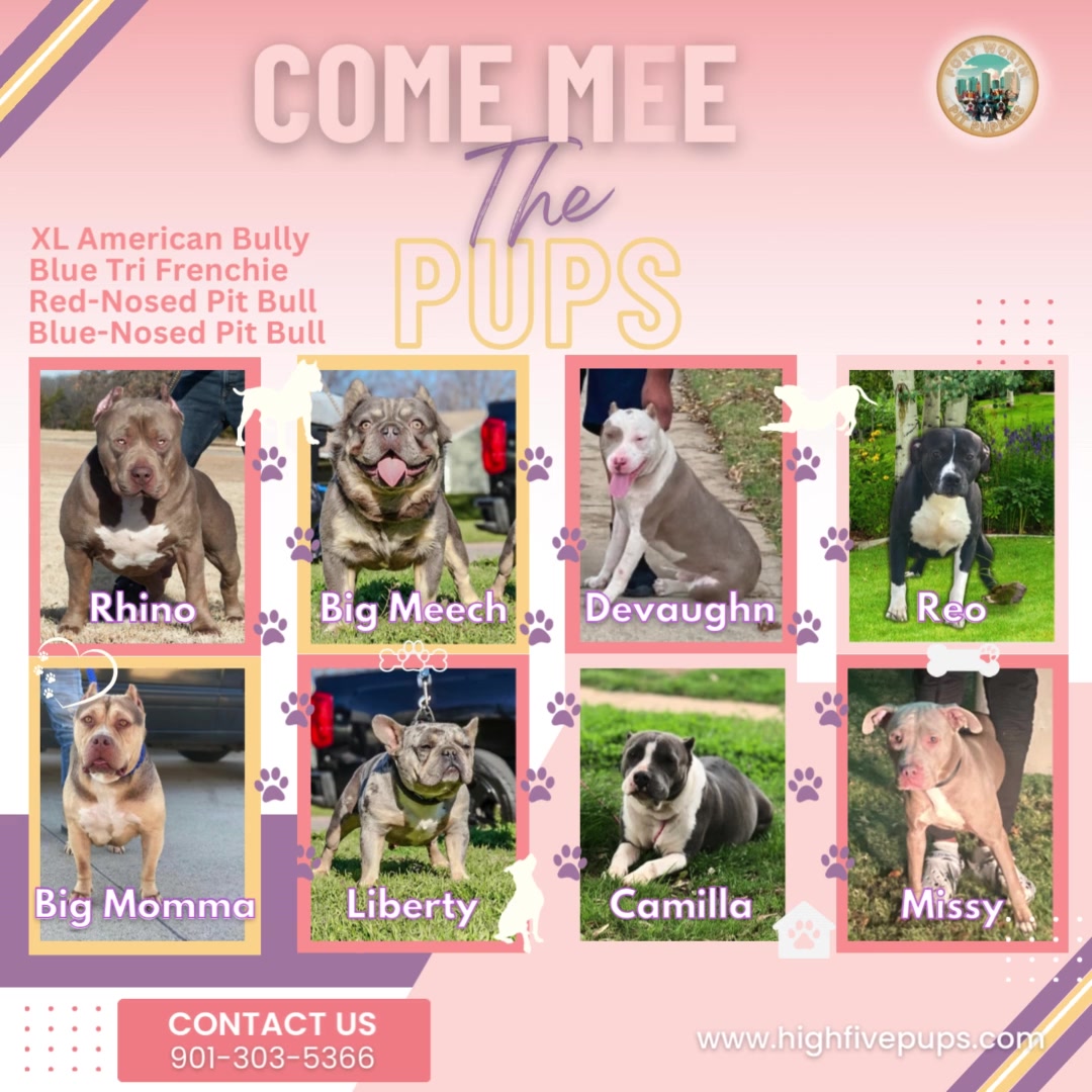 @Fort Worth Pit Puppies