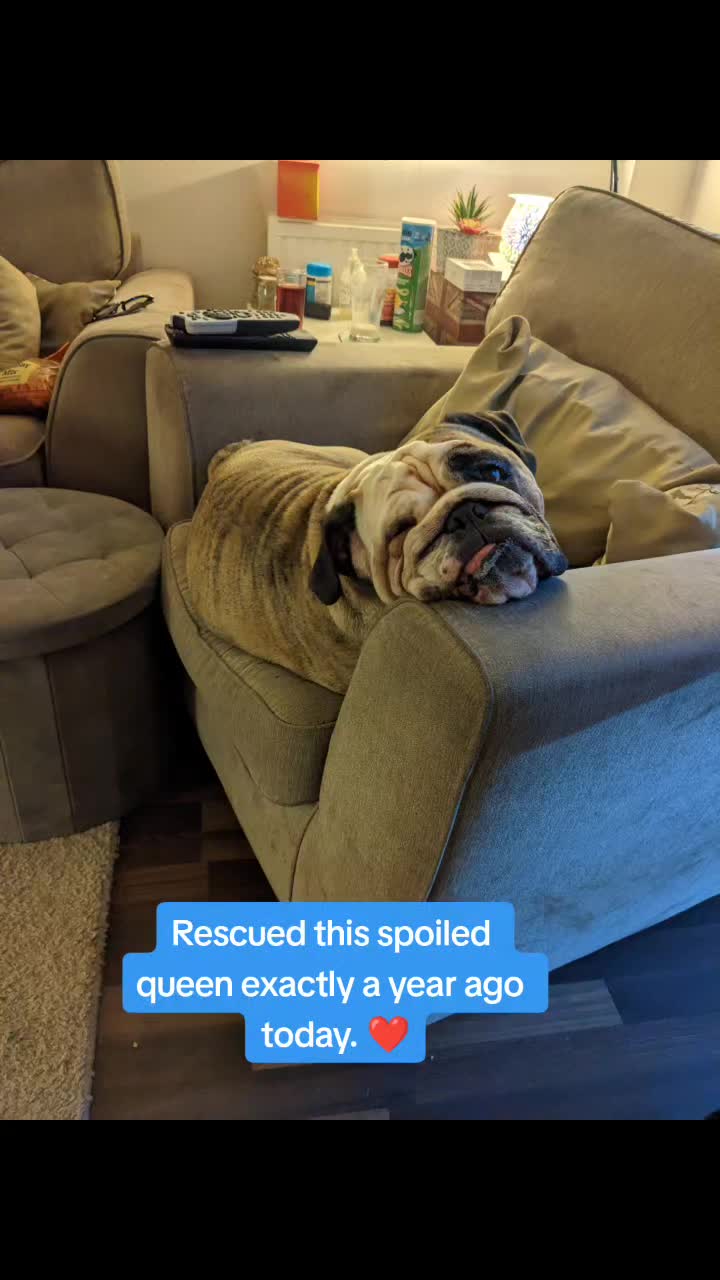 @bulldogCoco