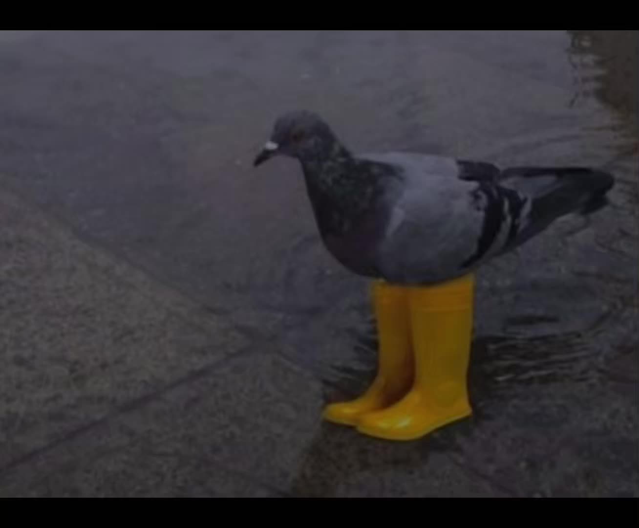 @rupert666