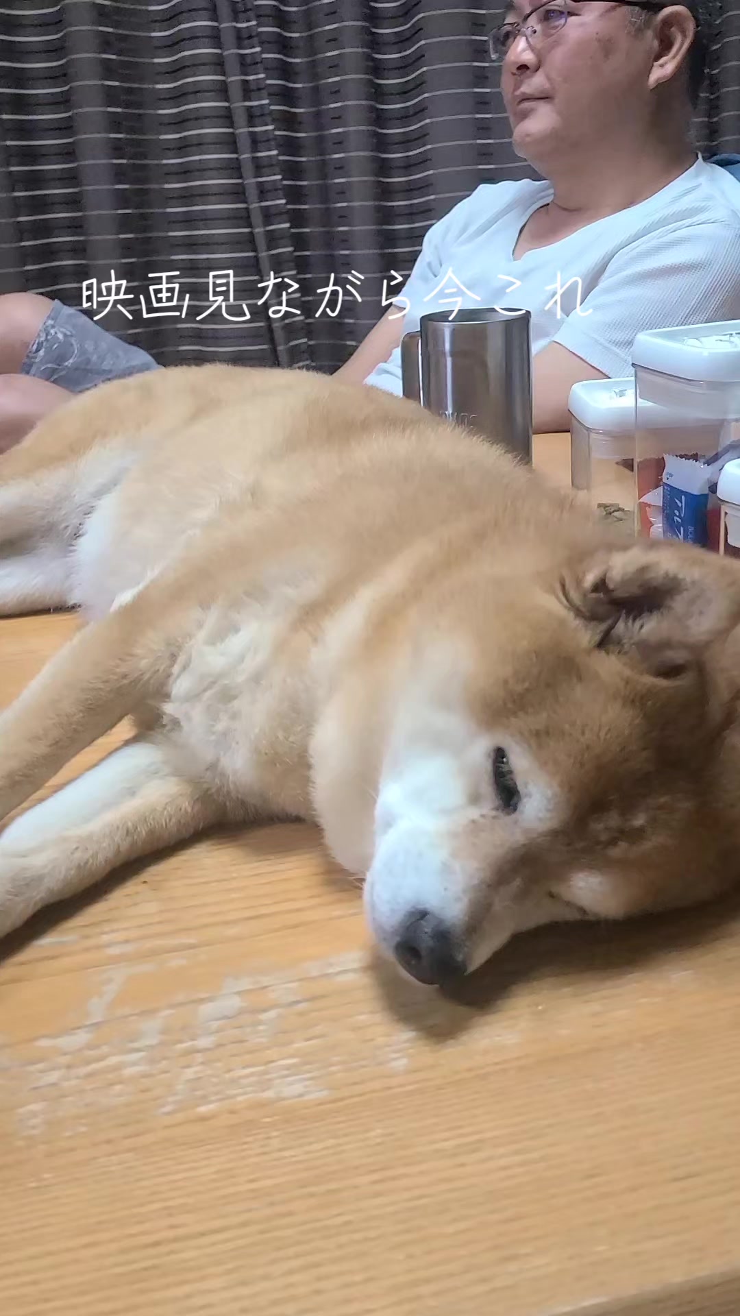 @わんわんニャンニャン🐱🐶