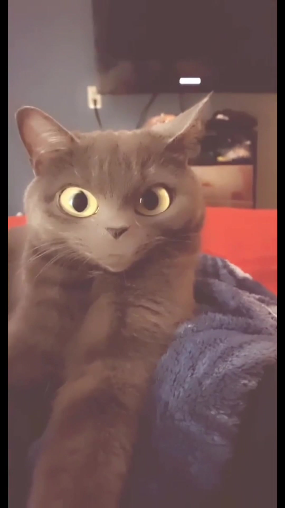 @PurrTayto