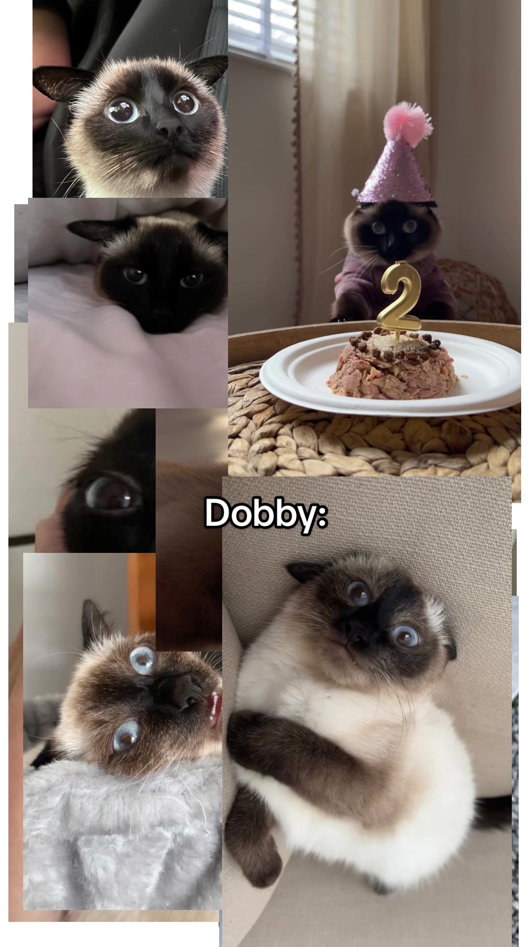 @dobby ft. boba