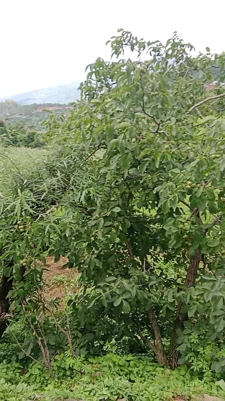 @rajbharati50