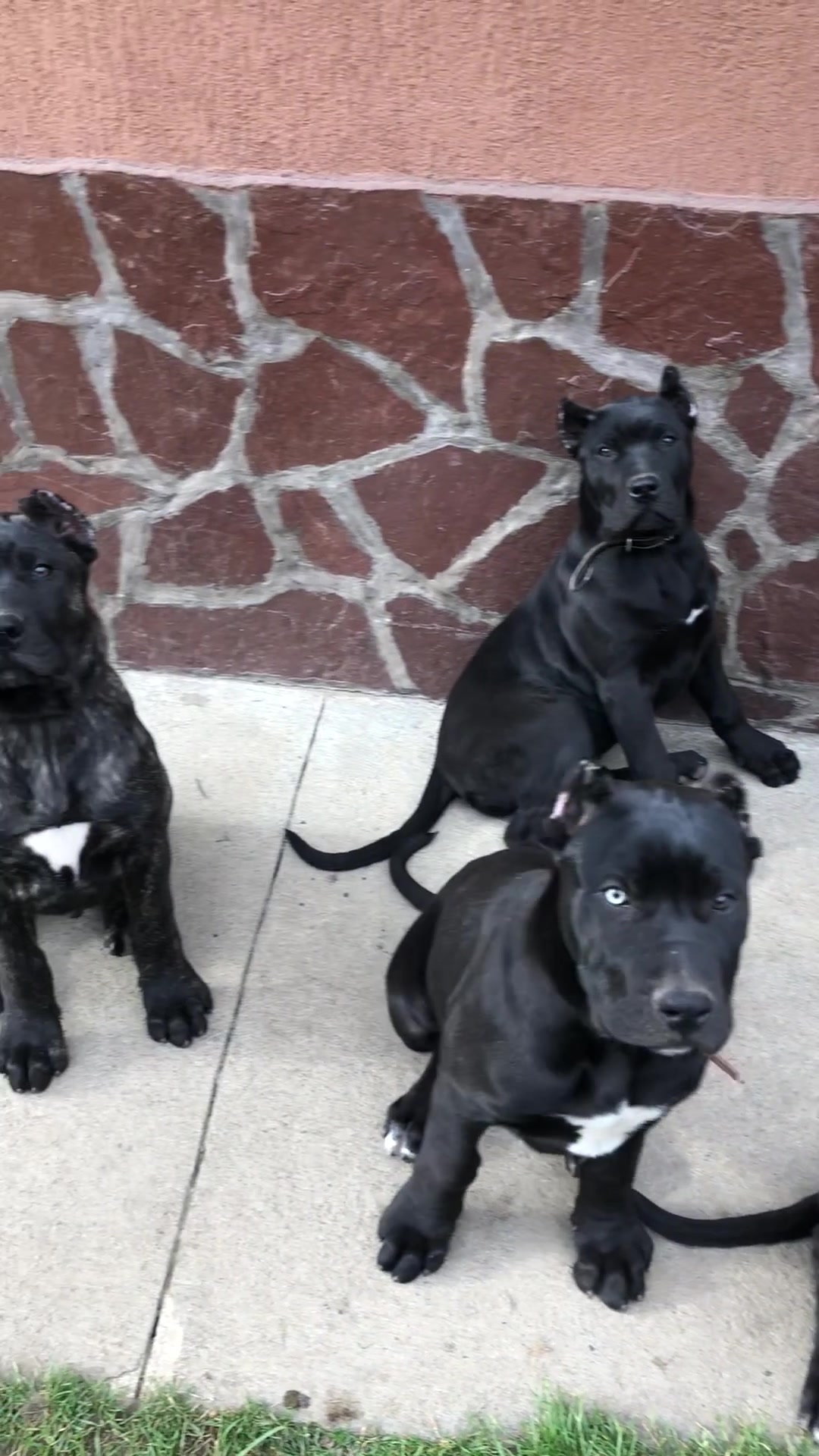 @Presa Canario Varro Bull