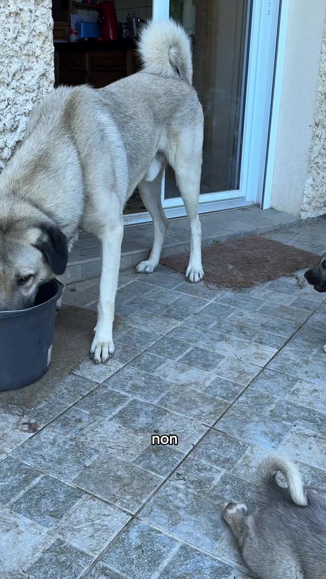 @Purekangal